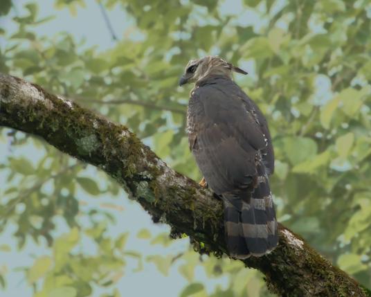 A long-tailed dark eagle with a strong hooked bill and a long pointy crest sits on a mossy branch with lots of morning sky and green leaves behind him. This forest eagle is the male Crested Eagle, an even more rare species than the famous Harpy Eagle found in the same region. Darien, Panama. Photo by Peachfront. April 26, 2025.