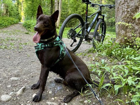 A brown Kelpie dog sits beside a mountain bike on a forest trail surrounded by greenery. The dog is wearing a harness and has its tongue out, appearing happy and relaxed.