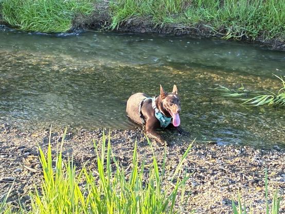 A brown Kelpie dog with a harness is wading in shallow water, surrounded by green grass and a pebbly bank. The dog appears to be enjoying the water, with its tongue out.