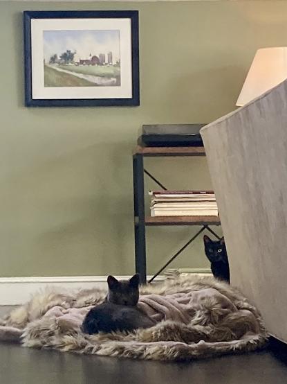 Chroma and Magic sat on a blankee that seems to have mysteriously fallen off a sofa.