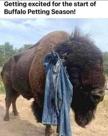 Getting excited for the start of Buffalo Petting Season!

[Image of a North American Bison with a ripped pair of denim jeans hanging from a horn]