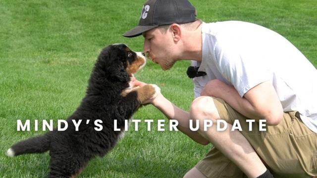 Mindy's Bernese Mountain Dog Puppies | Litter Update!