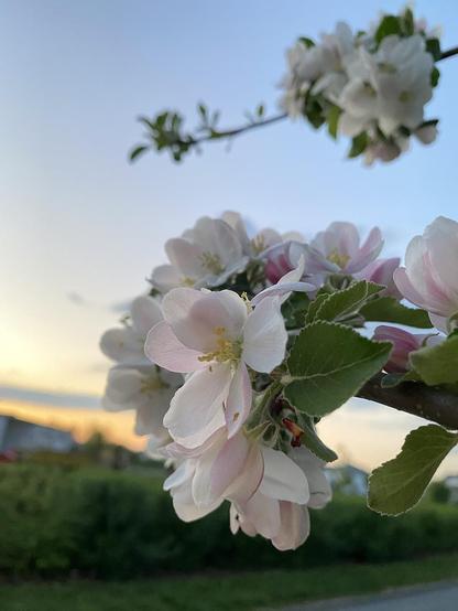 Apple blossoms bloom in the foreground against a pale sunset and hazy river landscape in the background