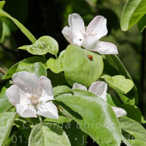 Zwei Blüten eines Quittenbaums leuchten hell zwischen frischen, hellgrünen Laub; auf einem Blatt ist ein Asiatischer Marienkäfer zu sehen
