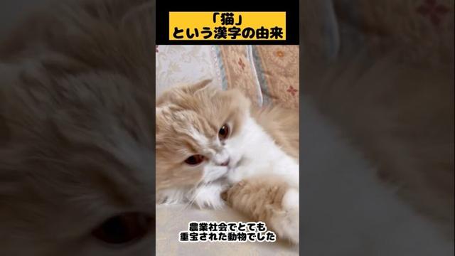 【猫という漢字の由来】#雑学#スコティッシュフォールド#猫あるある#猫かわいい#猫動画#猫おもしろい#Cat#Shorts