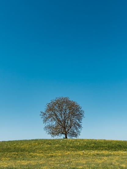 A solitary tree stands atop a gentle grassy hill covered in small yellow wildflowers, framed against a vast, cloudless blue sky. The scene captures the quiet beauty of open countryside in spring or early summer.