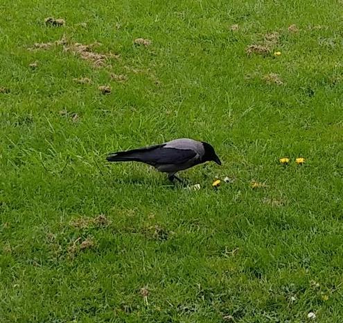 a different crow pecks at a cream cracker on grass