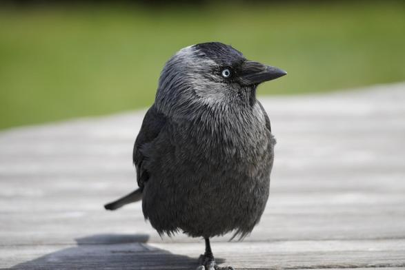 Western jackdaw stood on one leg looking to the left (the right of frame).