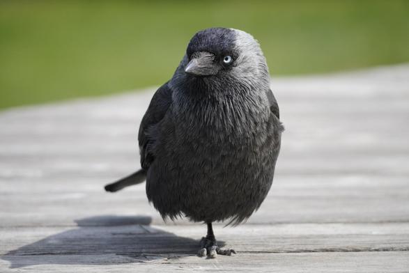 Western jackdaw stood on one leg looking to the right (the left of frame).
