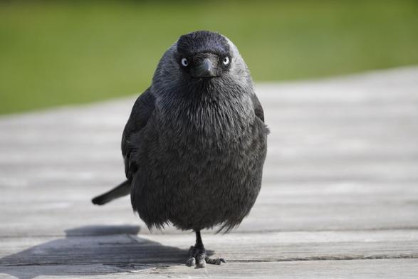 Western jackdaw stood on one leg looking straight in to the camera.