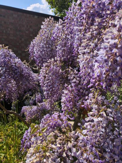 A wisteria in bloom along the right-hand side of the image, like a waterfall of flowers.
On the left in the background is a brick wall.
Somewhere in the image is a little cat face.