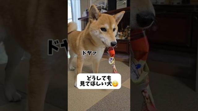 もっと見てほしい… #shorts #柴犬 #dog