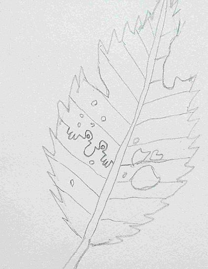Gribouillis d'une feuille morte sur laquelle se dessine le graffiti "Killroy was here".