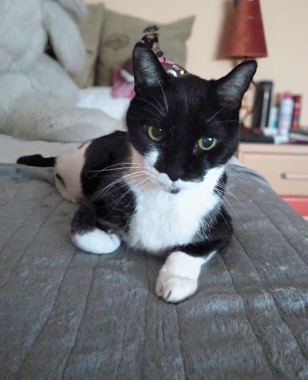 Foto de mi gato Bolita. Es un gato de pelo semicorto y el manto tuxedo con una manchita negra justo en la barbilla, está medio tumbado como un león y mira hacia abajo pero de frente. Se le ven los ojos oliva. El gato está sobre una manta gris.