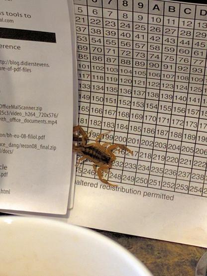 A photo of a striped bark scorpion, common in Texas, that has crawled out from behind some paper printouts of digital forensics documentation and onto a printout of a Hexadecimal to ASCII conversion chart.