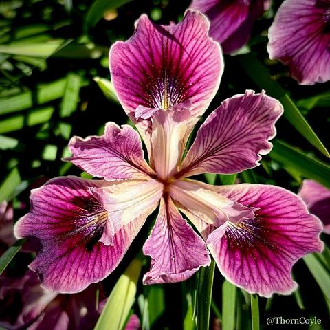 Looking down on an iris flower in shades of burgundy and pink. The petals form a triangle.