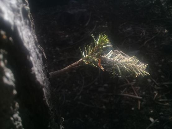 a high-contrast close-up of a tiny sprig of pine needles growing from a tree, densely wrapped up in spiderweb like a translucent present