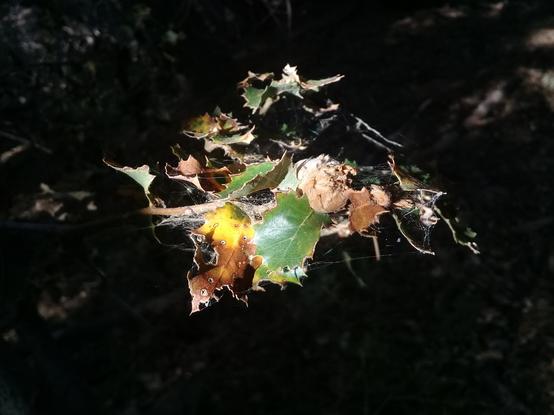 a chiaroscuro-style image of a cluster of dead leaves held together by spiderweb, bathed in sunlight that is denied to their surroundings, in various states of turning colors - glossy greens to yellows to browns