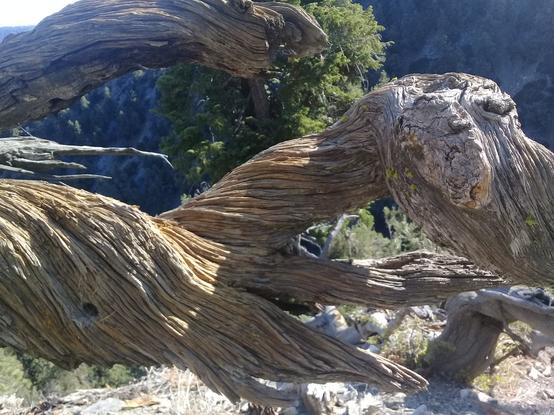 on the summit of a small mountain, some gnarled and twisted wood of an ancient bristlecone pine that may or may not still be living, half cast in its own shadow by late-afternoon sun, with some other landscape scenery out of focus in the background