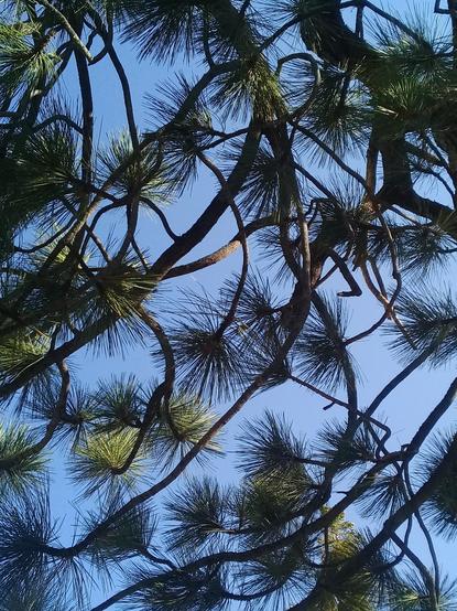 a blue sky canvas sprinkled across with pine branches ending in clusters of needles, in a pattern that seems almost uniform/repeating enough to be wallpaper