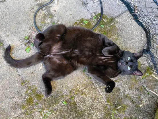 Eine schwarze Katze liegt auf dem Rücken auf dem Hofpflaster und schaut in die Kamera