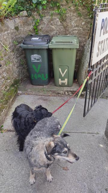 A black dog and a grey and tan dog tied to gate with a Polling Station sign attached to it. They have pulled the gate half closed, so that the sign is only half visible.