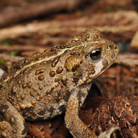 A toad stands up on a bed of pine and fir litter. The toad is squat, mostly pale brown with many darker brown lumps on its skin, and has large eyes with golden-bronze irises and roughly horizontal pupils.