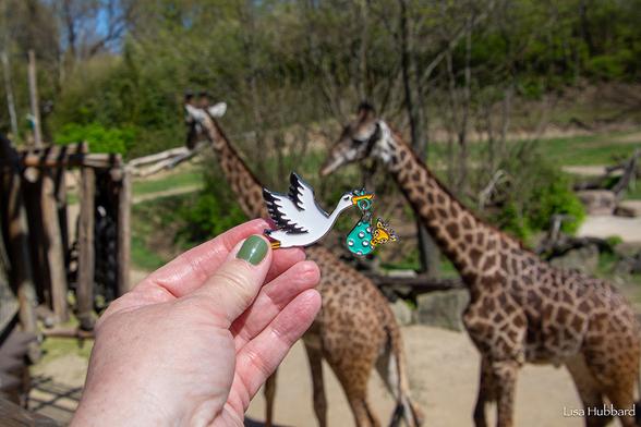 Azure Generated Description:
a hand holding a finger up to a group of giraffes (55.33% confidence)
---------------
Azure Generated Tags:
outdoor (98.99% confidence)
tree (94.70% confidence)
person (93.85% confidence)
giraffidae (89.87% confidence)
terrestrial animal (85.83% confidence)
ground (77.20% confidence)
holding (72.84% confidence)
giraffe (72.83% confidence)
grass (68.35% confidence)
zoo (51.22% confidence)
wildlife (51.19% confidence)