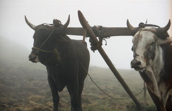 Two cows stand still in dense fog, attached to a wooden structure.