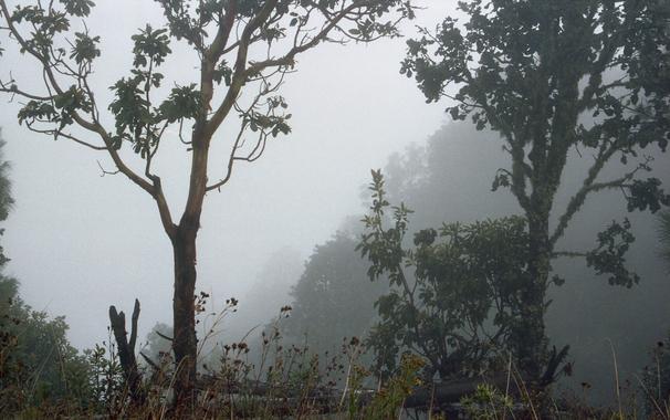 Trees and hill in mist