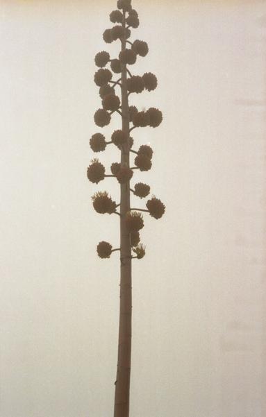 A large plant with bulbous ends stands high in mist