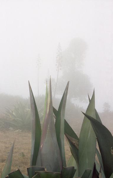 Large cacti with background in fog