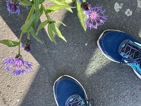 Laufschuhe und blühende Blume auf Asphalt