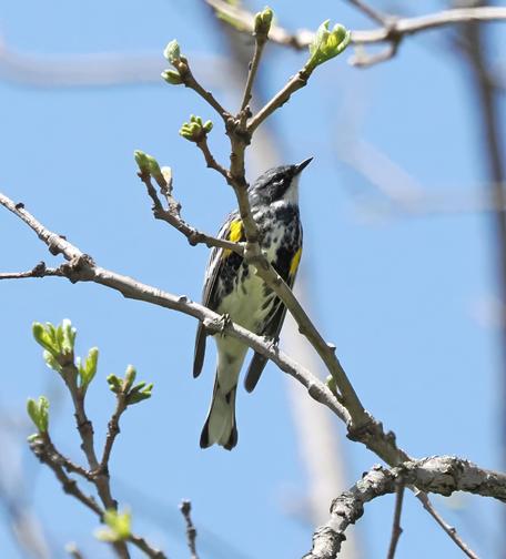 A male yellow rumped warbler, Myrtle type. This tiny bird has a black mask, a white throat, yellow patches on its sides and a yellow rump.