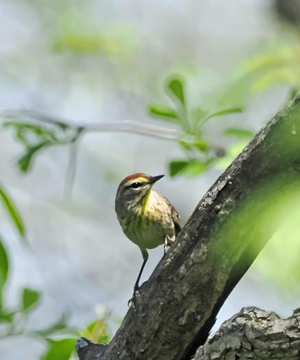 The palm warbler is a tiny bird, with a tan and yellow front on which are faint brown streaks. It has a cinnamon colored streak up the center of its head and a light eyebrow.