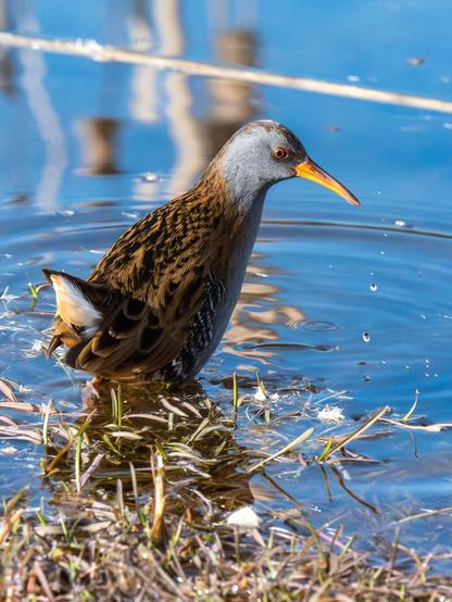 𝗣𝗶𝗰𝘁𝘂𝗿𝗲 𝗗𝗲𝘀𝗰𝗿𝗶𝗽𝘁𝗶𝗼𝗻 (𝗘𝗻𝗴): We can see a Water Rail walking through the shallow waters of a lagoon in search of food.

𝗗𝗲𝘀𝗰𝗿𝗶𝗽𝗰𝗶𝗼́𝗻 (𝗘𝘀𝗽): Podemos ver un rascón europeo caminando por las aguas someras de una laguna en busca de su alimento