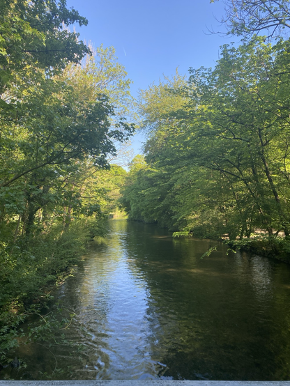 Foto von einer Brücke auf den Schwabinger Bach. Rechts und links eingerahmt von jungen, grünen Buchen, das fliessende Wasser schimmert dunkelgrün, das Blätterdach gibt einen kleinen Blick auf den restlos hellblauen, wolkenfreien Himmel.
