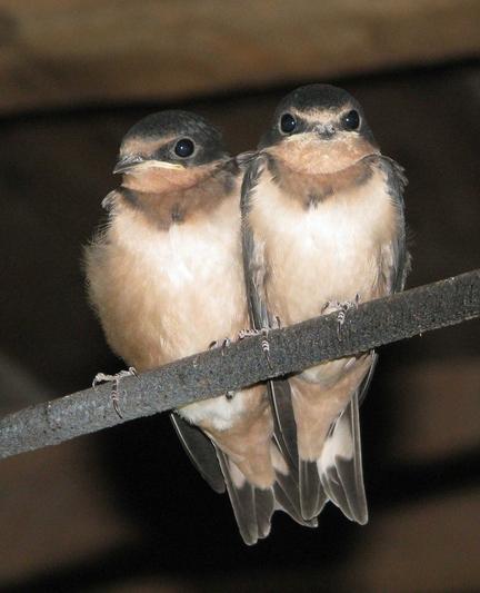 Two young birds perched closely together on a dark branch. The birds have soft, light brown feathers with darker markings on their heads and wings.

de boerenzwaluw