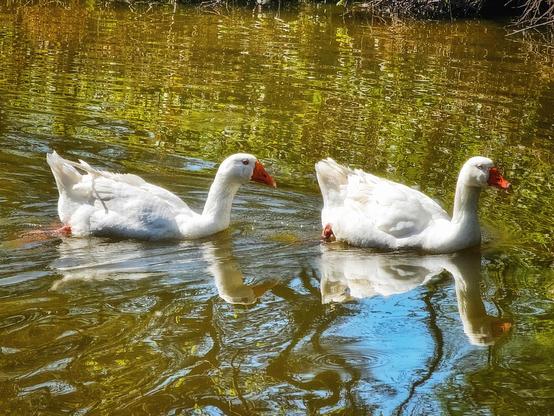 Two white geese with orange beaks swim side-by-side in rippled water reflecting trees and sky.