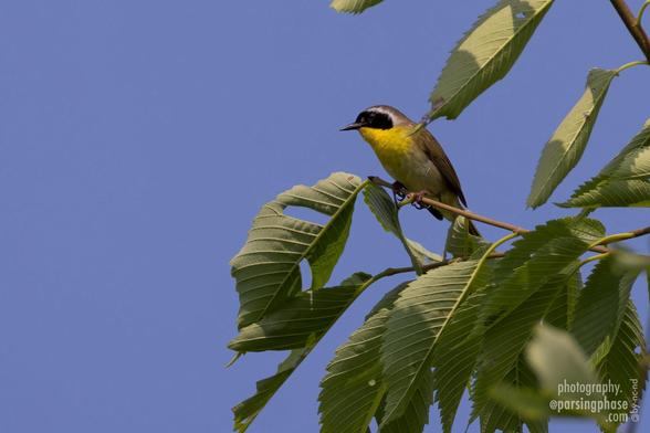 A bandit-masked warbler with a yellow breast stands watch at the top of a tree, in front of a blue sky.