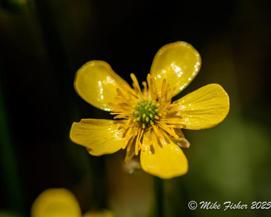 Little yellow flower -- some kind of aster