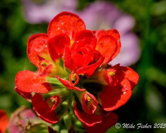 Indian paintbrush