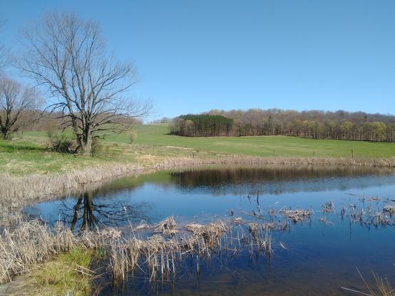 Photo. View across a small pond, looking uphill at pastures and forest, with clear blue sky above. The grass is green but the tree branches and reeds in the water are still in their gray/tan winter colors.