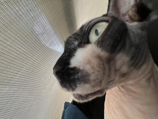 Cat spots something in the distance