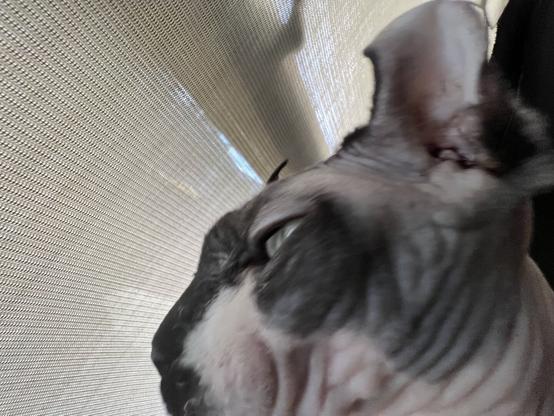 Cat fills with disappointment