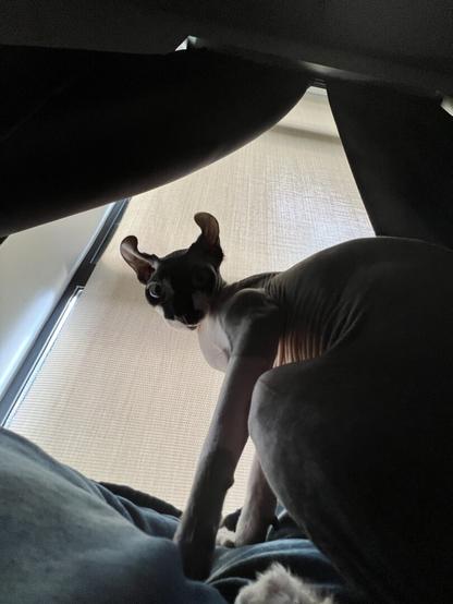 Cat gets caught snooping