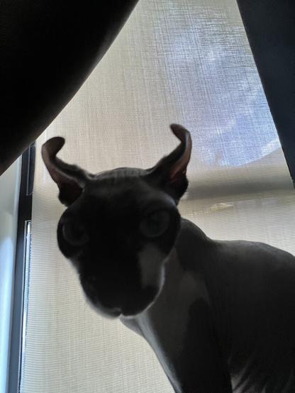 Cat confronts whistleblower