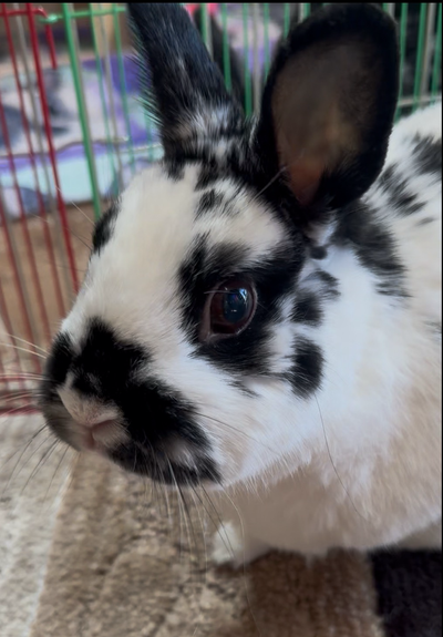 Close up of a darling bunny with expressive brown eyes. Ear is wide and pointed toward camera on high alert.