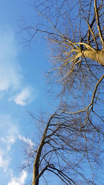 Photo aus Untersicht: Zwei Bäume, die sich einander zuneigen als ob sie ein Gespräch beginnen würden. Ihre Äste scheinen sich zu berühren. Die noch unbelaubten Bäume stehen vor strahlend blauem Himmel mit ein paar weißen Wölkchen.

Photo from below: Two trees leaning towards each other as if they were about to start a conversation. Their branches seem to be touching. The trees, still without leaves, stand in front of a bright blue sky with a few white clouds.