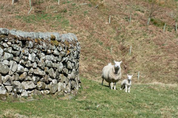 Colour photograph of a short fleeced white sheep and a small lamb, standing on grass and looking at the viewer. They are next to the curved exterior wall of a round stone sheepfold.